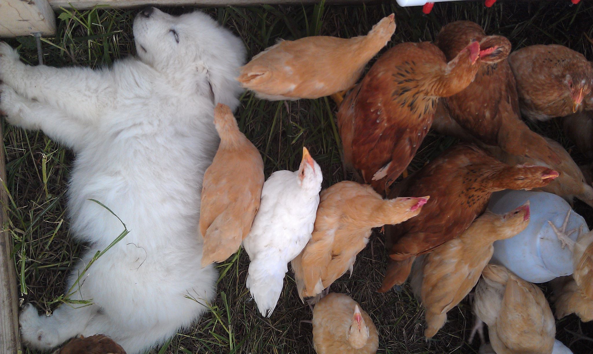 Lazy Dog Farms photo 13